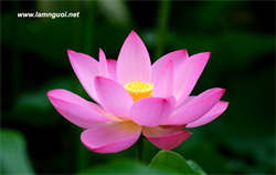 Định luật Hoa Sen, định luật thành công, ý chí kiên cường vươn lên trong cuộc sống