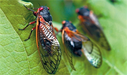 Định luật ve sầu, định luật thành công, nghị lực vươn lên trong cuộc sống