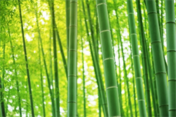 Định luật Tre, Định luật của sự thành công: Định luật đơn giản thay đổi cuộc đời hàng triệu người