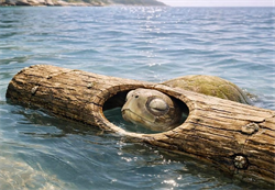 Thân người khó được như Rùa mù chui vào bộng cây, đừng vô trách nhiệm với chính mình