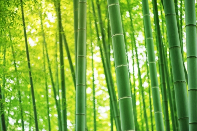 Định luật Tre, Định luật của sự thành công: Định luật đơn giản thay đổi cuộc đời hàng triệu người