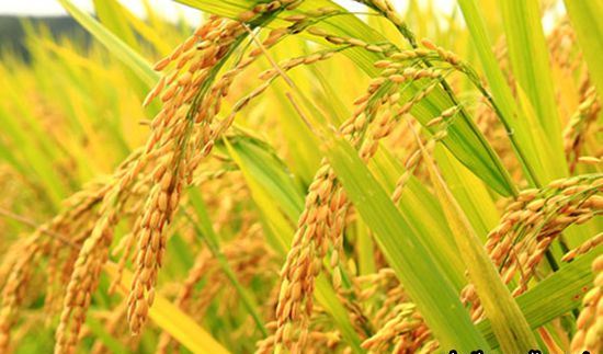 Sông sâu tĩnh lặng lúa chín cúi đầu, nước sâu tĩnh lặng người khôn kiệm lời