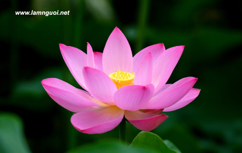 Định luật Hoa Sen, định luật thành công, ý chí kiên cường vươn lên trong cuộc sống