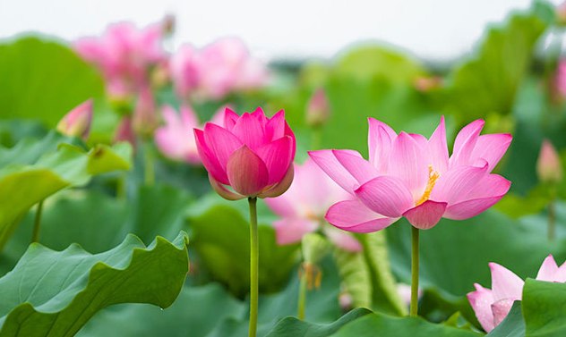 định luật hoa sen, định luật thành công, ý chí kiên cường vươn lên trong cuộc sống