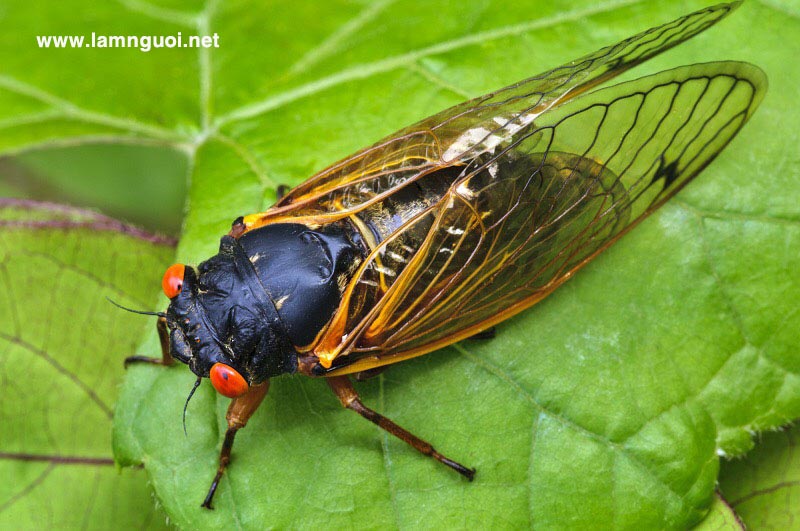 Định luật ve sầu, định luật thành công, nghị lực vươn lên trong cuộc sống