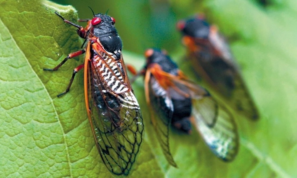 Định luật ve sầu, định luật thành công, nghị lực vươn lên trong cuộc sống